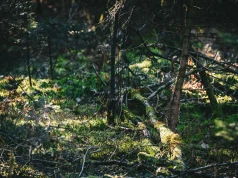 Darmowy opał z lasu? Grzyby tak, patyki nie. To rozróżnienie zaskakuje