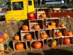 Farma Dyń wraca do Libero Katowice. Będzie labirynt, Halloween i atrakcje dla dzieci