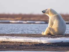 Ocean State Report 2026. Arktyka traci lód, a europejskie morza biją rekordy ciepła