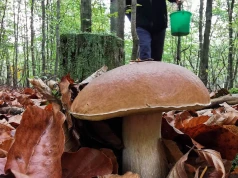 Październikowy wysyp grzybów zaskakuje. Urodzaj na południu Polski