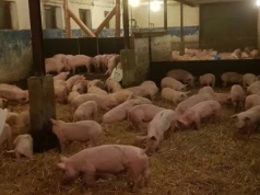Ceny świń w Polsce w październiku przestały spadać. Żywiec od 4 zł/kg