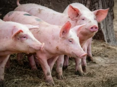 Polska hodowla świń znów w odwrocie. W miesiąc zniknęły setki stad