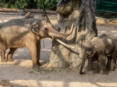W Orientarium łódzkiego ZOO powstaje Afrykańska Sawanna. Zwierzętom ma być wygodniej