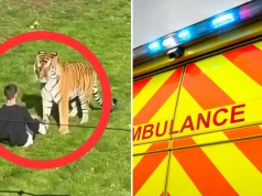 Mężczyzna zginął po tym, jak wskoczył do wybiegu dla tygrysów w zoo w Yorkshire