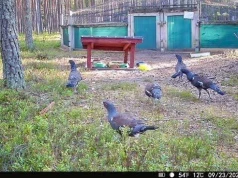 Głuszce wypuszczone na wolność, ale do lasu im niespieszno. Wciąż wracają do swojej bazy