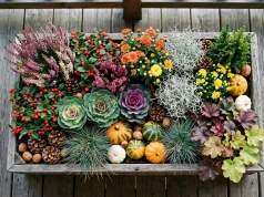 Zamiast pelargonii posadź je w październiku. Będą zdobić balkon aż do Bożego Narodzenia