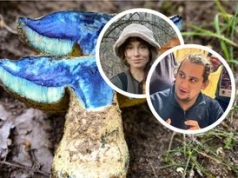 Sinieje jak atrament, a na patelni przechodzi metamorfozę. Eksperci opowiadają o gatunku, który smakuje jak borowik