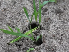 Jak zwalczać łokasia garbatka po wycofaniu chloropiryfosu?