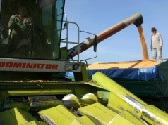 Mokra kukurydza prosto z pola. Jedni dostają 560 zł, inni nawet 660 zł/t