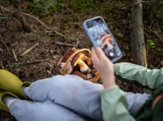 Mykoturystyka to hit tej jesieni. Zamiast walizki pakują koszyk