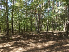Na południe od Jeziorek. Spacer wśród pól i sosen, rośliny, wydmy i biedronka siedmiokropka