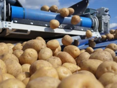 Inspektorzy sprawdzają ziemniaki w gospodarstwach. Trzy zagrożenia są niewidoczne gołym okiem