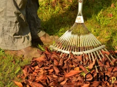 Przykryła rabaty grubą warstwą liści. Nie przewidziała, co się będzie pod nimi działo w zimie