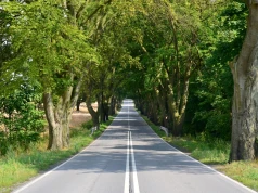 Nie będzie wycinki drzew na drodze pod Olsztynem. Gmina Srokowo się nie zgadza