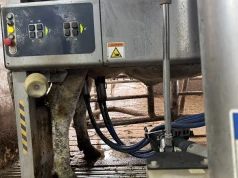 Antybiotyk nie zawsze jest potrzebny. Selektywne zasuszanie krów