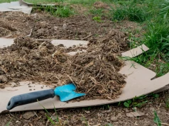 Jesienią wynoszę stare gazety do ogrodu. Wiosną nie ma w nim chwastów