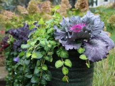 Pelargonie kończą sezon. Te rośliny ozdobią skrzynki balkonowe aż do zimy