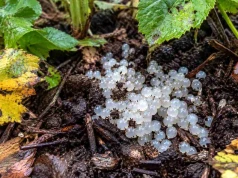 Te tajemnicze kulki w ogrodzie to bomba zegarowa. Wiosną zaleje Cię plaga