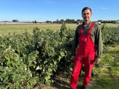 Rok temu plantator zbierał nawet 11,5 t/ha. Ten sezon skończył się, zanim się zaczął