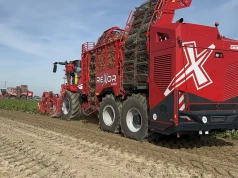 3,5 tys. zł strat na hektarze. Plantatorzy buraków cukrowych: 26 euro/t to za mało