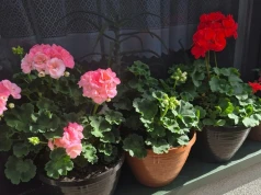 Zimowanie pelargonii na sucho. Piękne okazy przetrwają do wiosny