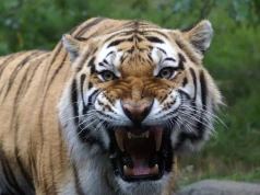 Tygrys zaatakował, mężczyzna nie żyje. Decyzja władz zoo zaskakuje
