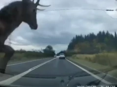 Jeleń wyskoczył prosto pod samochód. Groźna kolizja w Jaworznie