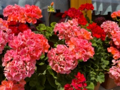 Pelargonie można zimować do góry nogami. Niemieccy ogrodnicy stosują nietypowy patent