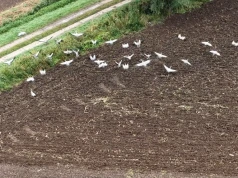 Stada dzikich ptaków latają nad Polską tam i z powrotem. Co się dzieje?