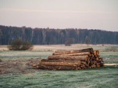 Drewno z Lasów Państwowych. Oto ile kosztuje metr opału