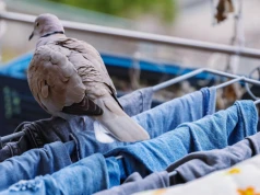 Gołębie brudzą balkon. Jedna rzecz z kuchennej szuflady może je zniechęcić