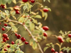 Naturalne wsparcie w jesiennym okresie przeziębieniowym