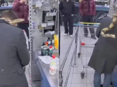 Wszedł z pytonem do sklepu. Biolog: Nie zaleca się wyprowadzania węży na spacer
