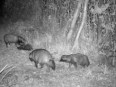 Nocne schadzki jenotów w lesie w Jaworznie