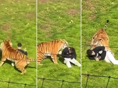 Tragedia w brytyjskim zoo. Mężczyzna wszedł na wybieg tygrysa. Ujawniono, co powiedział przed śmiercią. WIDEO