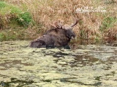 Łoś utknął w mule na Wiśle. “Zwierzę umierało w męczarniach i z wycieńczenia”