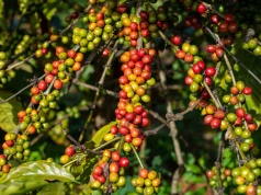 Klimat ocieplił się tak bardzo, że kawę można już uprawiać w Europie. Pierwszy region ruszył z produkcją