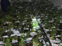 Ponad 600 krzewów konopi w domowej piwnicy. 59-latek został aresztowany