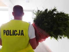 Ponad 600 krzewów konopi w piwnicy domu