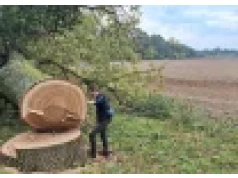 Starodrzew pod topór. Wódy Polskie wycinają 678 drzew!