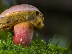 67-latek zgubił się na grzybach. Poszukiwania trwały całą noc
