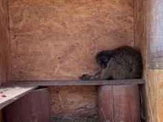 Afera w ZOO Łączna. TOZ z Krynicy-Zdroju zabiera głos, ale pytań wciąż przybywa