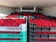 Malin brakuje, ceny biją rekordy. Polska sprowadza je z Ukrainy