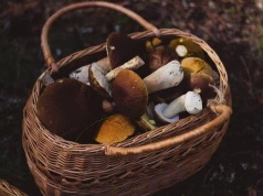 Grzybiarze szukają klientów przy drodze. Ryzykują nie tylko swoim życiem, ale także portfelem