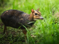Na ratunek myszojeleniom. Fundacja DODO i ZOO Wrocław ruszają z pomocą
