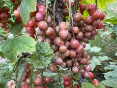 Czerwcowe upały przyniosły ogromne straty. Otwiera się nowa ścieżka wsparcia dla plantatorów