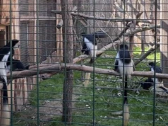 Afera w ZOO Łączna. Mieszkańcy stają w obronie ogrodu. Kto stoi za wywozem zwierząt?