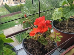 Rośliny balkonowe szykują się do zimy. Tych zabiegów nie warto odkładać na później