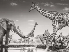 Wildlife Photographer of the Year 2026 rozstrzygnięty. Zwyciężyło przejmujące zdjęcie Federico Veronesi