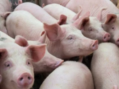 Ceny świń runęły. Po miesiącu dziś kolejna obniżka na niemieckiej giełdzie